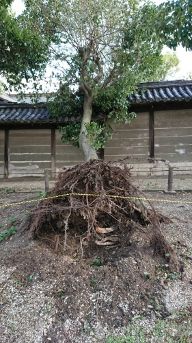 台風被害３